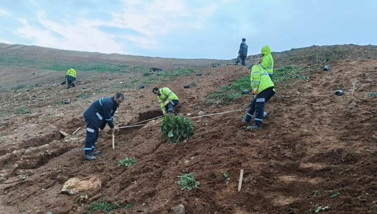 Gebze’de 4 bin 500 sedir ağacı toprakla buluştu