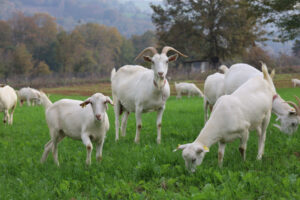 www.farkkocaeli.com