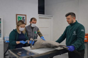 KORMANYADA KRİTİK MÜDEHALE