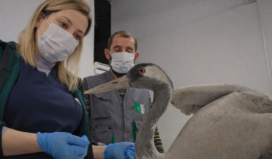 Kanatlı Misafire Ormanya Şefkati: Yaralı Turna Yaşama Tutundu!