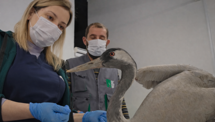 Kanatlı Misafire Ormanya Şefkati: Yaralı Turna Yaşama Tutundu!