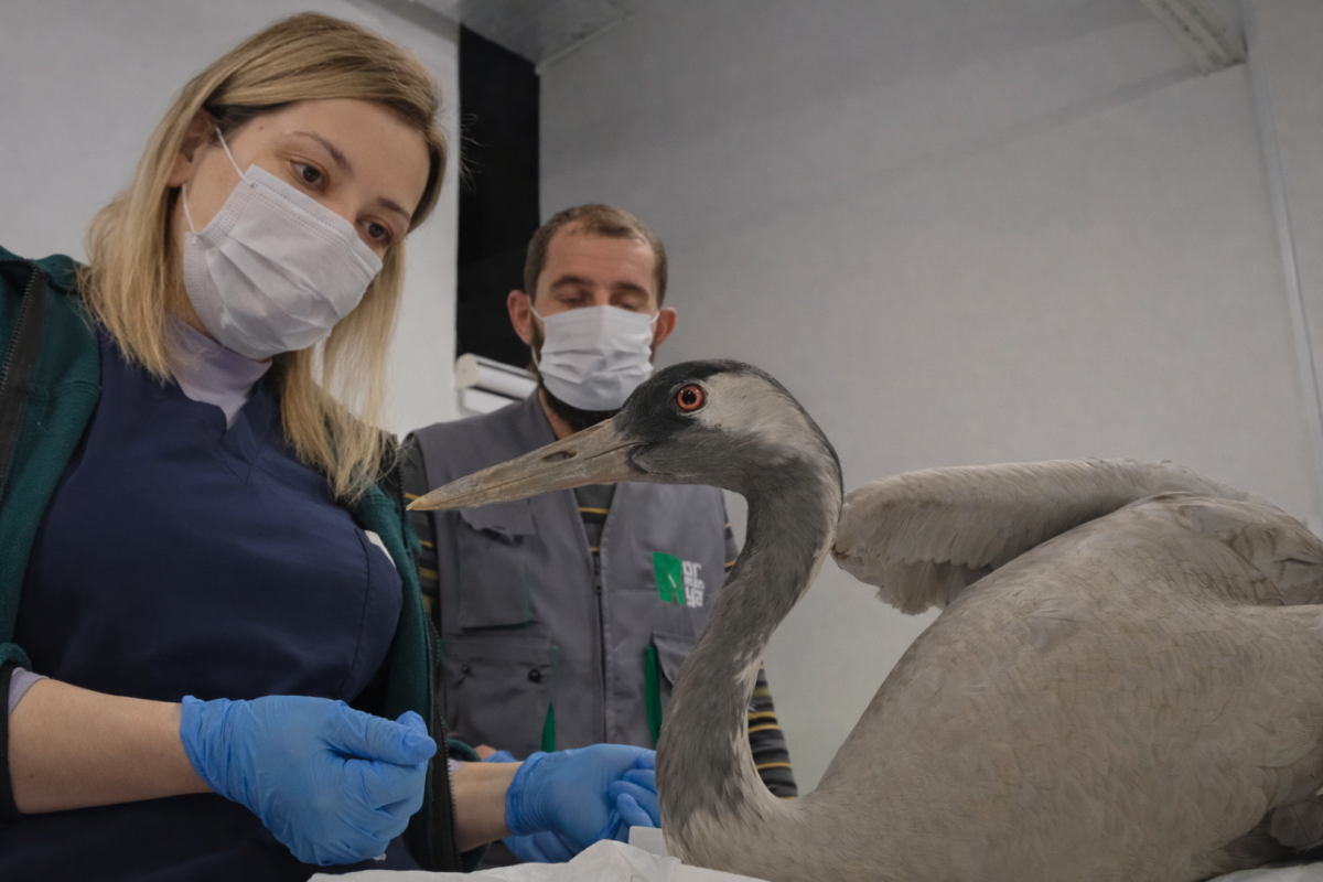 Kanatlı Misafire Ormanya Şefkati: Yaralı Turna Yaşama Tutundu!