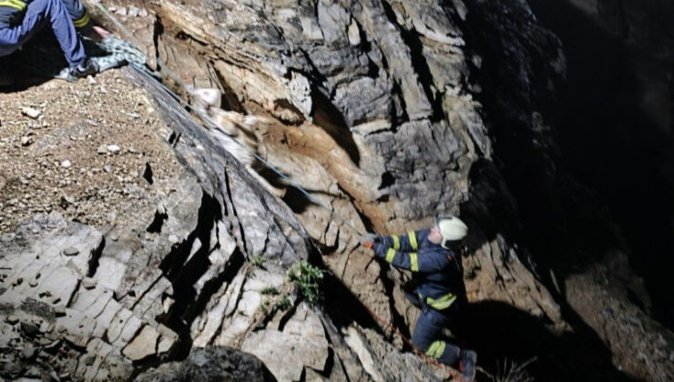 NEFES KESEN KEÇİ OPERASYONU