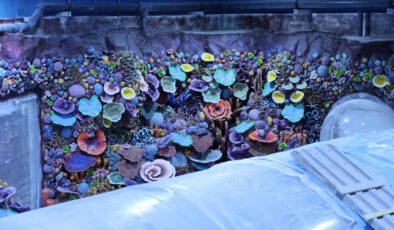 Kocaeli’de Su Altı Dünyasına Geri Sayım: Türkiye’nin İlk Tatlı Su Tüneli Açılıyor!