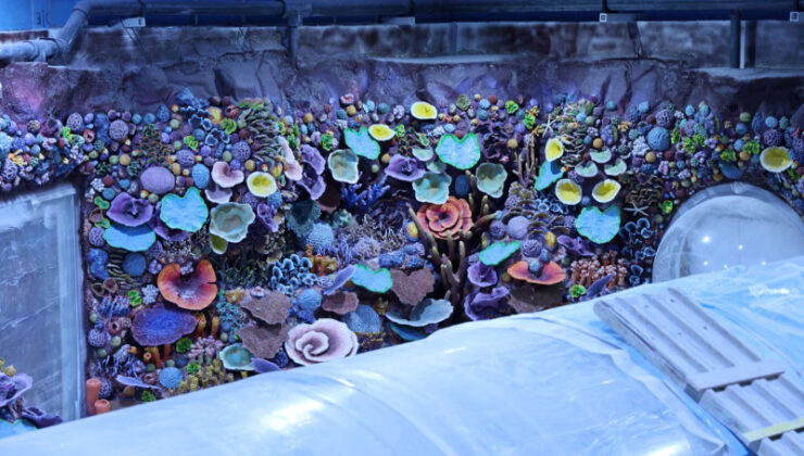 Kocaeli’de Su Altı Dünyasına Geri Sayım: Türkiye’nin İlk Tatlı Su Tüneli Açılıyor!