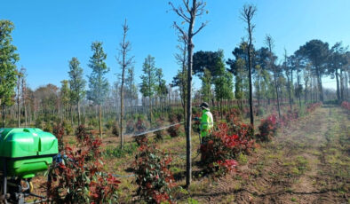 BÜYÜKŞEHİR’DEN FİDANLARA “KORUYUCU” MÜDAHALE