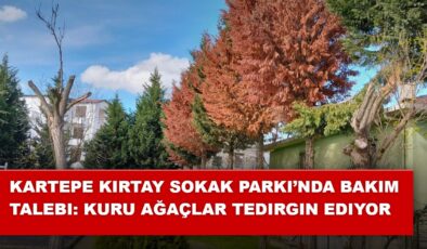 Kartepe Kırtay Sokak Parkı’nda Bakım Talebi: Kuru Ağaçlar Tedirgin Ediyor